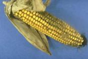Tips To Identify Rotten Corn